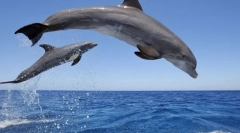 Делфинови животни